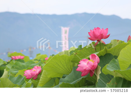 Hana field Morikawa flower Hana field Morikawa flower 57085218