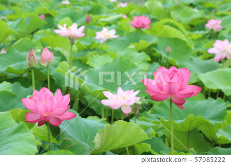 Hana field Morikawa flower Hana field Morikawa flower 57085222
