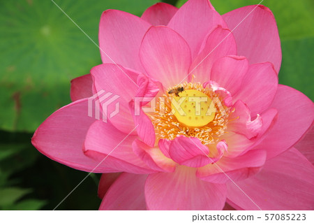 Hana field Morikawa flower Hana field Morikawa flower 57085223