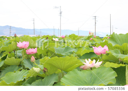 Hana field Morikawa flower Hana field Morikawa flower 57085336