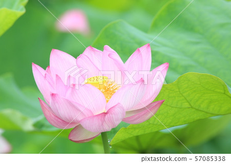 Hana field Morikawa flower Hana field Morikawa flower 57085338