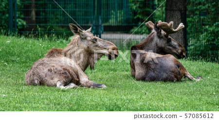 European Moose, Alces alces, also known as the elk 57085612