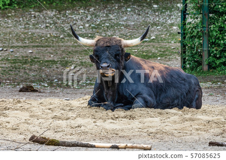 Heck cattle, Bos primigenius taurus or aurochs in the zoo 57085625