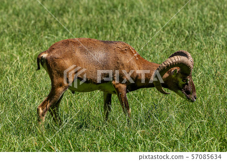 European mouflon, Ovis orientalis musimon. Wildlife animal. European mouflon, Ovis orientalis musimon. Wildlife animal. 57085634