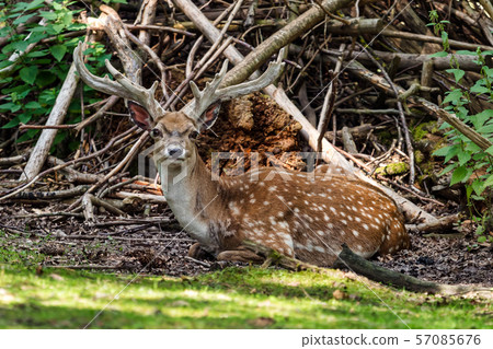 The fallow deer, Dama mesopotamica is a ruminant mammal 57085676