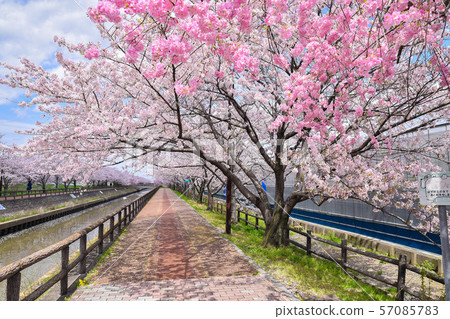 Cherry blossoms and roads Cherry blossoms and roads 57085783