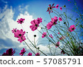Cosmos 57085791