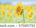 Sun Flower  57085792