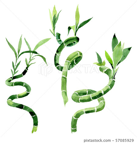 Green Draceana Sanderiana. Watercolor background set. Isolated lucky bamoo illustration element. Green Draceana Sanderiana. Watercolor background set. Isolated lucky bamoo illustration element. 57085929