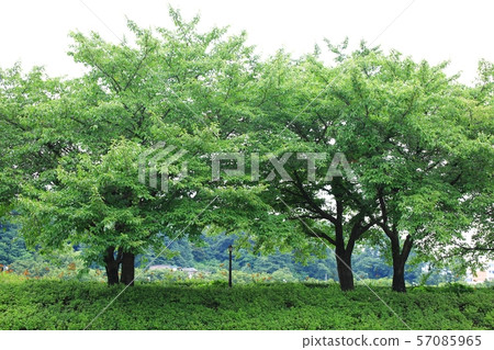 Gwanghanru,Scenic Gwanghanru,Scenic 57085965