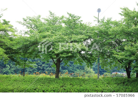 Gwanghanru, Scenic Gwanghanru, Scenic 57085966