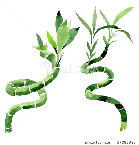 Green Draceana Sanderiana. Watercolor background set. Isolated lucky bamoo illustration element. 57085983