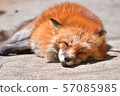 A fox sleeping 57085985