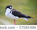 Winged bird 57085986
