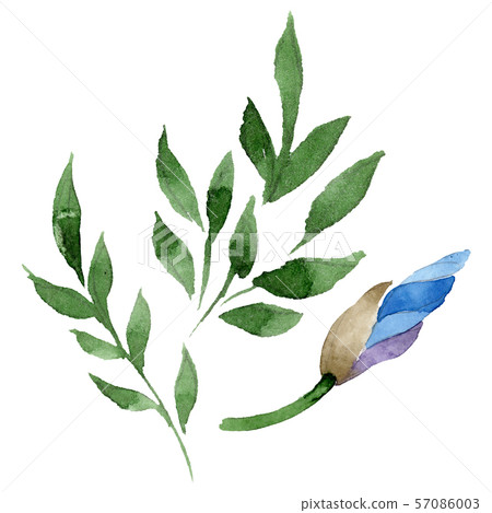 Ornament floral botanical flowers. Watercolor background illustration set. Isolated flower Ornament floral botanical flowers. Watercolor background illustration set. Isolated flower 57086003