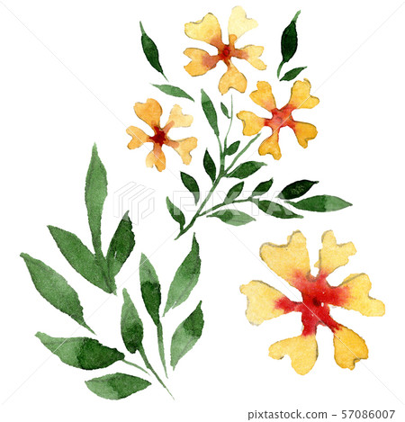 Ornament floral botanical flowers. Watercolor background illustration set. Isolated flower Ornament floral botanical flowers. Watercolor background illustration set. Isolated flower 57086007