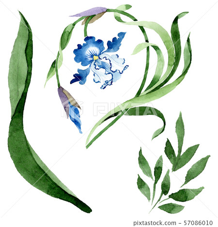 Ornament floral botanical flowers. Watercolor background illustration set. Isolated flower Ornament floral botanical flowers. Watercolor background illustration set. Isolated flower 57086010