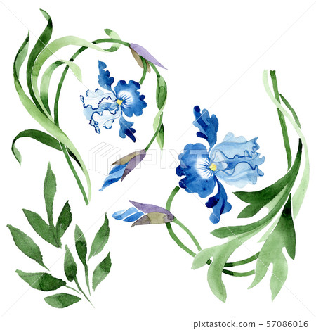 Ornament floral botanical flowers. Watercolor background illustration set. Isolated flower Ornament floral botanical flowers. Watercolor background illustration set. Isolated flower 57086016