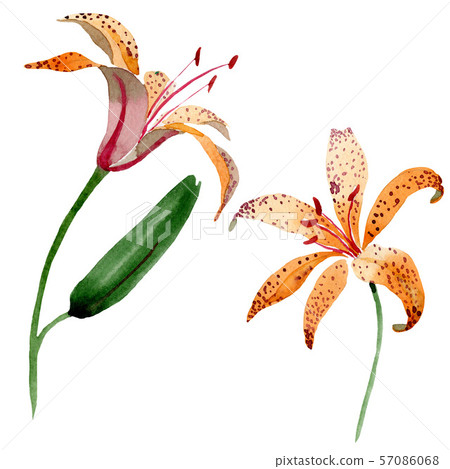 Orange lilium maculantum floral botanical flowers. Watercolor background set. Isolated lily 57086068