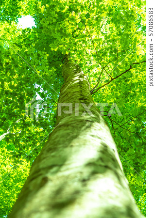 Fresh green and eco image 57086583