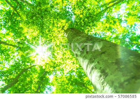 Fresh green and eco image 57086585
