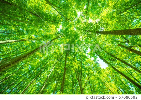 Fresh green and eco image 57086592