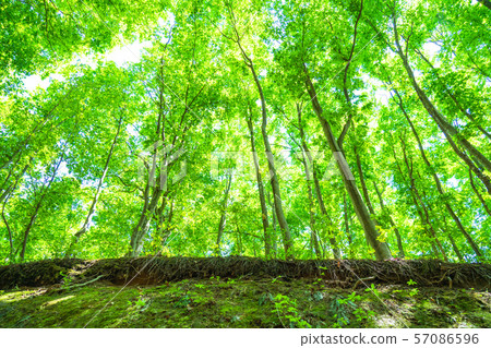 新鮮的綠色和生態形象 57086596