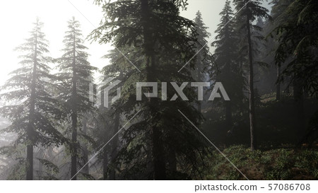 Calm moody forest in misty fog in the morning - Stock Illustration ...
