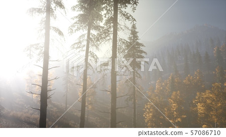 Calm moody forest in misty fog in the morning Calm moody forest in misty fog in the morning 57086710