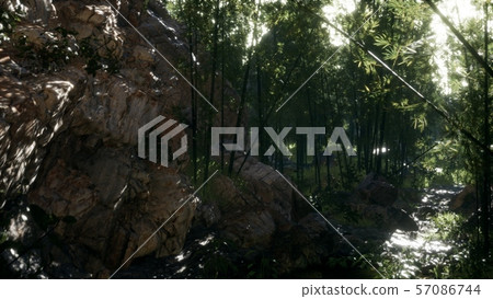 Lush green leaves of bamboo near the shore of a Lush green leaves of bamboo near the shore of a 57086744