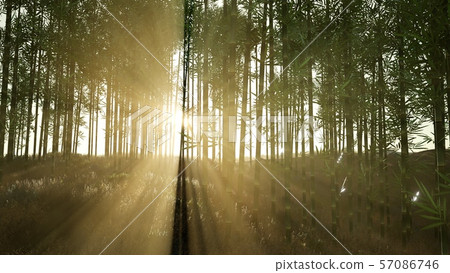 Green bamboo forest in hills Green bamboo forest in hills 57086746