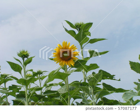  說到夏天的花朵，黃色的向日葵 57087177