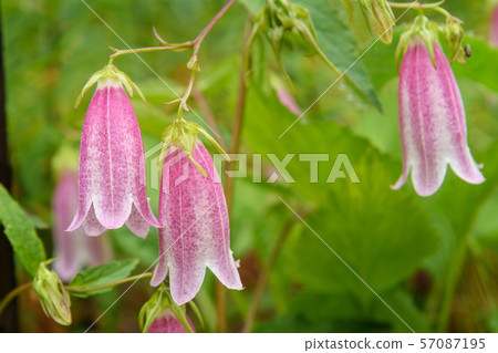 Spotted bellflower flower. Campanula punctata 57087195