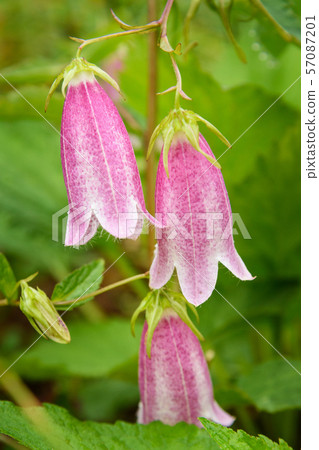 Spotted bellflower flower. Campanula punctata Spotted bellflower flower. Campanula punctata 57087201