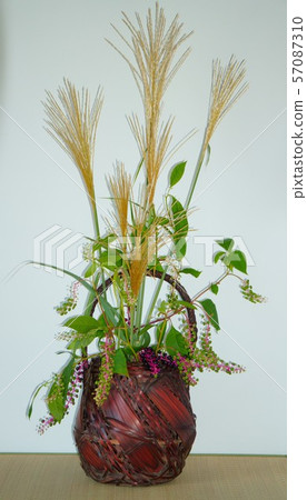 在竹籃子的Susuki和山植物名 57087310