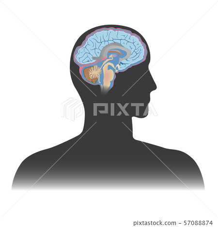 Human Brain 57088874