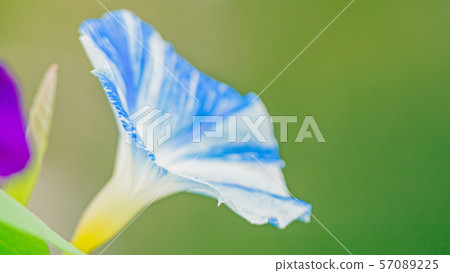 Asagao 16: 9 57089225