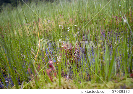 Nagabano gull 57089383