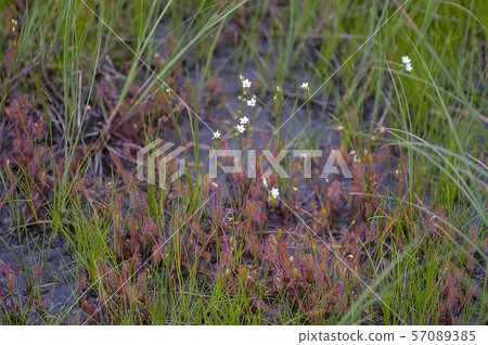 Nagabano gull 57089385