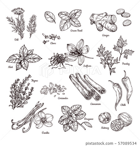 Spices and herbs. Hand drawn ginger and chilli pepper, saffron and vanilla. Sketch spices vector Spices and herbs. Hand drawn ginger and chilli pepper, saffron and vanilla. Sketch spices vector 57089534