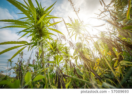 fields of industrial hemp in Estonia fields of industrial hemp in Estonia 57089693