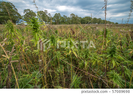 fields of industrial hemp in Estonia fields of industrial hemp in Estonia 57089698