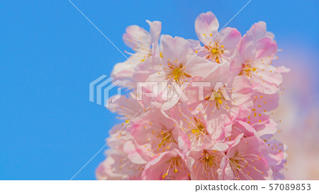 Sakura 16: 9 Sakura 16: 9 57089853