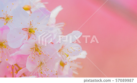 櫻花16:9 櫻花16:9 57089987