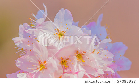 櫻花16:9 櫻花16:9 57089988