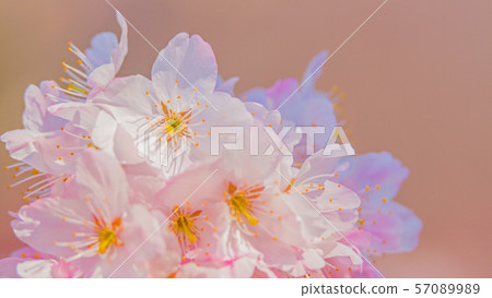 櫻花16:9 櫻花16:9 57089989
