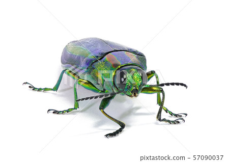 Buprestidae(深度合成) Buprestidae(深度合成) 57090037