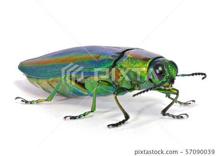 Buprestidae (depth synthesis) 57090039