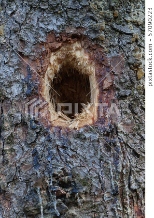 hollow in a tree trunk. Woodpecker house. hollow in a tree trunk. Woodpecker house. 57090223