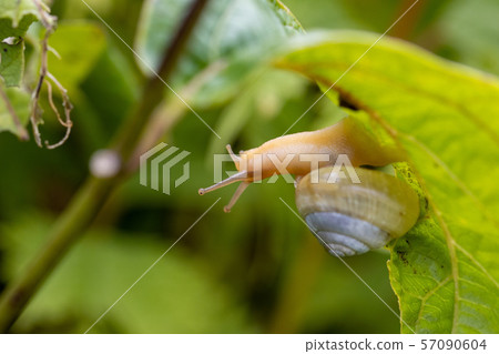 Snail 57090604